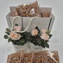 [원데이 특강] 수제간식(오란다) 만들기 | 수제 오란다 만들기