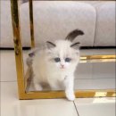 캣스토리 이미지