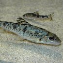 어름치마을 이미지