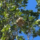 팔형제 농장 | 라오스살이/ 에어컨틀고 성탄장식을하는데 정전이됐다