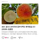 복 | 복숭아 제철 언제? 후숙 방법부터 종류 비젼농원 복게팅 후기