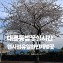서호어린이집 4가 3 | 서귀포 벚꽃 명소 어디? 대륜동 호근서호 벚꽃길 실시간 개화상태 (아이와 방문 후기)