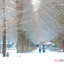 메타세쿼이아랜드 이미지