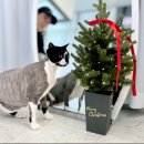 온리애옹 이미지