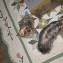 다미농원 이미지