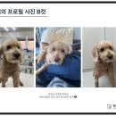 메트로동물병원 | 15살 노견 쿠키의 스케일링&amp;발치 기록, 수원 ‘뿌리동물병원’ 후기