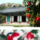전북 고창 선운사 동백꽃 시 모음 &amp; 동백꽃 전설 이야기 이미지