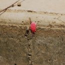 대치초등학교 이미지