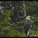 연어의맛 이미지