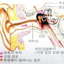 뱀허물(사퇴) 이미지