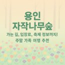 숲으로 가는 길 | 용인 자작나무숲 가는 길, 봄꽃 축제, 맛집 정보까지! 주말 가족 여행 추천