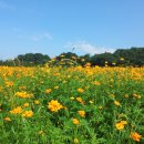 경주연꽃단지 이미지