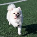 웃는 강아지 이미지