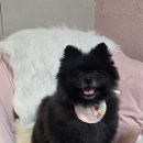 개이쁘댕 이미지