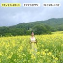 덕현목장 | 영남알프스 숲페스타 전국에서 가장느린 울산 유채꽃밭