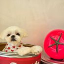 알로하펫 이미지