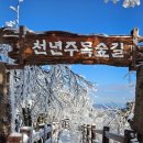 1/17(일)발왕산눈꽃 케이블카타고,한국의 스위스 실버벨교회,월정사 전나무숲길 이미지