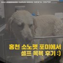 홍천축협동물병원 | 홍천 소노펫 포미에서 대형견 셀프 목욕 후기, 준비물 장점과 단점