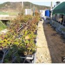 청수농장 이미지