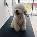 참견(犬) 이미지