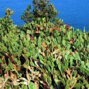 마라도천연보호구역 이미지