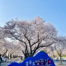 [경북 경주] 벚꽃이 가득했던 흥무로 벚꽃길, 밤/낮 두 번 산책한 후기🌸