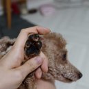 푸리랑 민박 | [펫시터후기] 데비스테이 두번째 손님, 소심쟁이 콩이 (+ 강아지목욕 꿀팁)