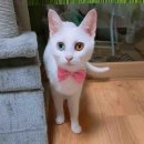 청춘애견 계룡점 이미지