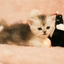 부산고양이분양 퍼스트캣 부산점 이미지