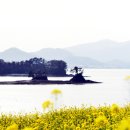 유채와바다 이미지