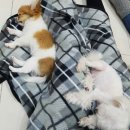 리얼허브애견카페 이미지