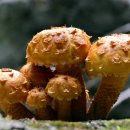 황금버섯 이미지