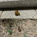 펫루션 | 강아지 유산균 제로슈가 펫루션 먹고난 후 변상태 비교후기