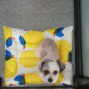 the 굿 dog 이미지