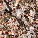 성림목장 이미지