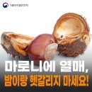 마로니에 이미지
