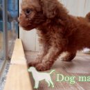 도그도그샵 이미지