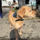 헬릭스동물암센터 | [부산동물보호센터] 유기견봉사후기 2025.11 ②