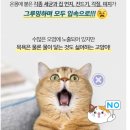 바디 1100 | 고양이 물티슈 추천 목욕 싫어하는 냥이 위생관리 페피릴리프 바디티슈 후기
