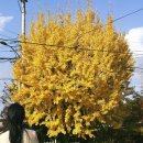 꽃우물 | 안산 화정동 맛집 모듬구이코스 가족 식사로 좋은 꽃우물오리