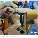 대구동물메디컬센터