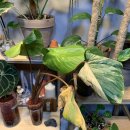 뿌랭 - 홍천군 연봉로 15 | 직구후기,호말로메나 루베센스 바리에가타 homalomena rubescens variegataed