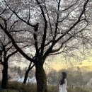 장자골 | [2026년] 4월 인천대공원 벚꽃 명소 산책로 방문 후기
