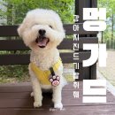 무성환경 | 강아지 진드기 예방 산책필수템 멍가드 친환경 진드기 퇴치제 후기