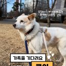 [입양홍보] 무엇하나 빠지는게 없는 완벽한 100점 강쥐 🌼루이🌼 릴레이 임보처/ 입양처 기다려요✨️ 이미지