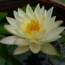 고택 수련 이미지