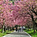 충남서산 문수사의 아름다운 겹벚꽃 이미지