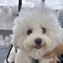 코리아애견샵 이미지