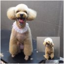 애견깍새 이미지