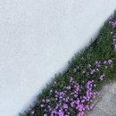 일상 : 마일스톤 커피, 벱 한남점 / 아차산역 카페 IWLT SEOUL, 멕시칼리 / MUJI 무지 위크 쇼핑 추천템...